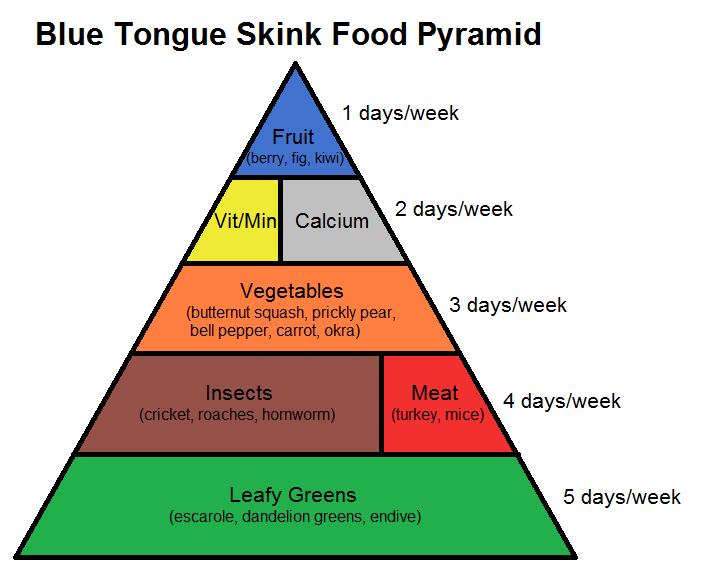 Blue Tongue Skink Food Pyramid - Complete Critter guinea pig side diagram 